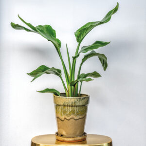 Strelitzia in pot